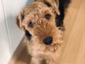 Jack - Welsh Terrier, Euro Puppy review from South Korea
