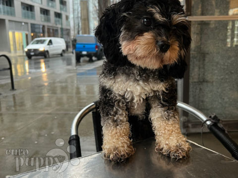 Jones - Cavapoo, Euro Puppy review from Canada