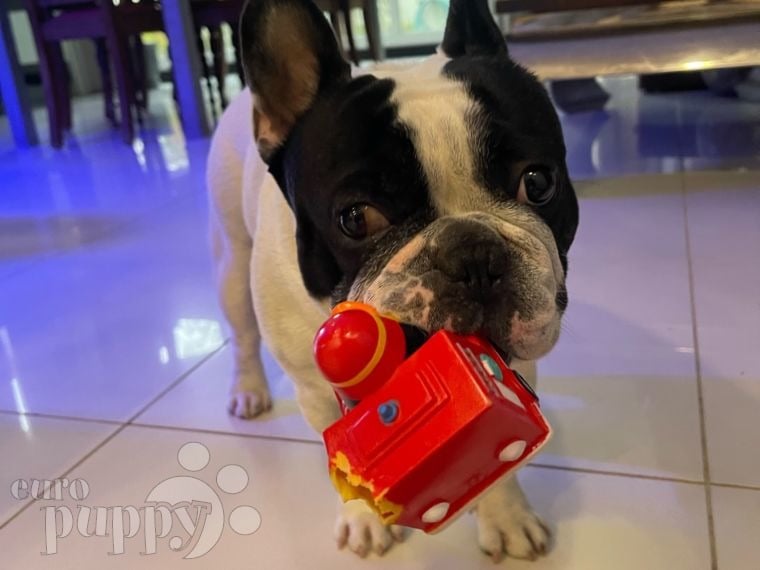 Vincent - French Bulldog, Euro Puppy review from Bahrain