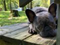 Sparka - French Bulldog, Euro Puppy review from United States
