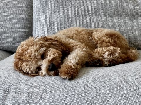 Bear - Cavapoo, Euro Puppy review from Saudi Arabia