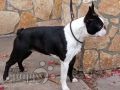 Boston Terrier puppy