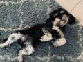 Guinness - Cavapoo, Euro Puppy review from Switzerland