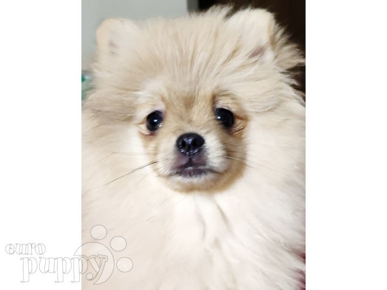 Pomerano puppy