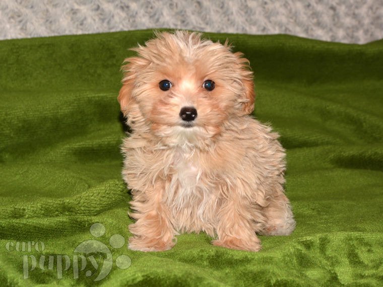 Maltipoo puppy