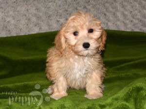 Maltipoo puppy