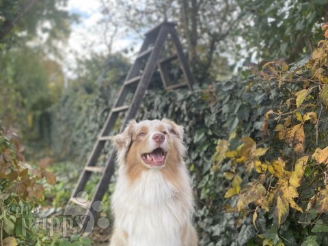 Romeo - Australian Shepherd, Euro Puppy review from Germany