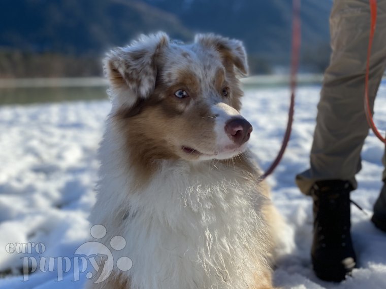Romeo - Australian Shepherd, Euro Puppy review from Germany