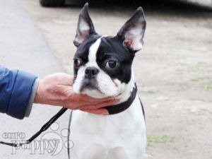 Boston Terrier puppy