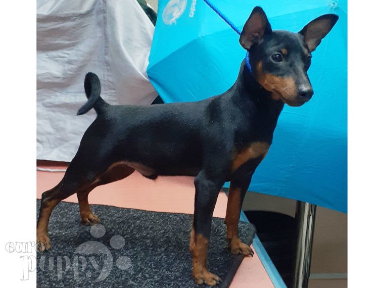 Miniature Pinscher puppy