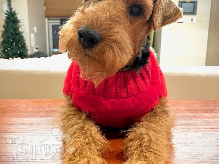 Jack - Welsh Terrier, Euro Puppy review from South Korea