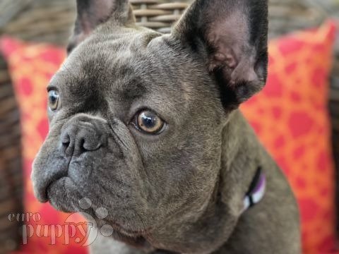 Sparka - French Bulldog, Euro Puppy review from United States