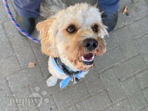 Brodie - Cavapoo, Euro Puppy review from Germany