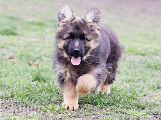 German Shepherd Dog puppy