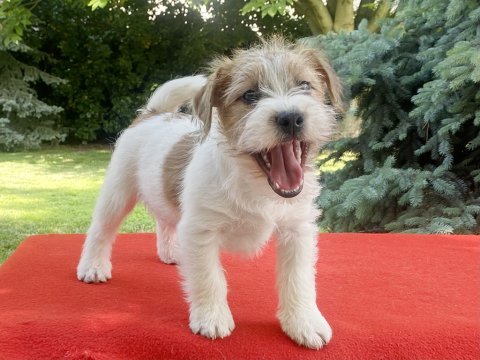 Jack Russell Terrier puppy