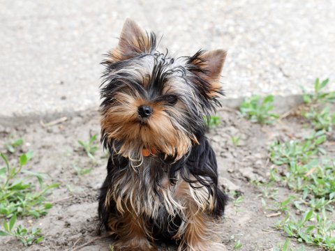 Yorkshire Terrier Welpen