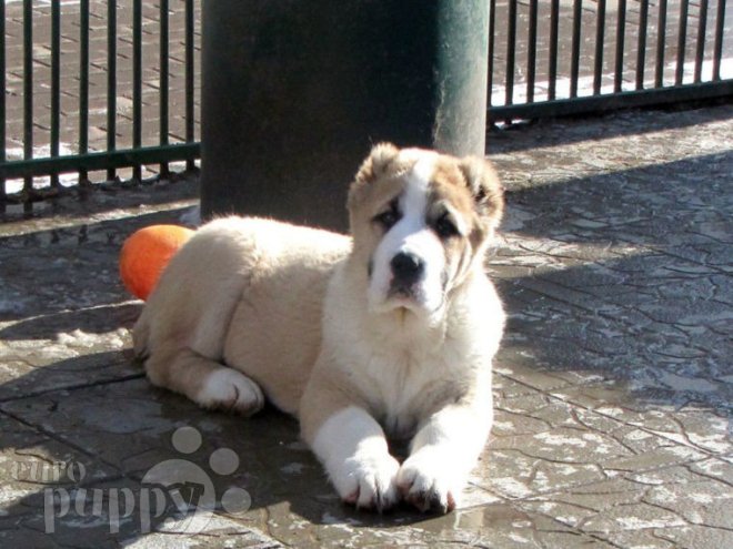 Central Asian Ovtcharka puppy