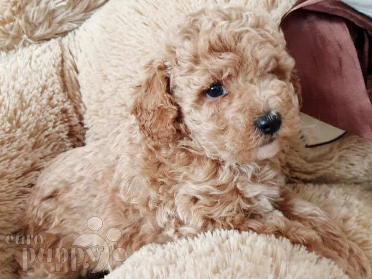 Toy Poodle puppy