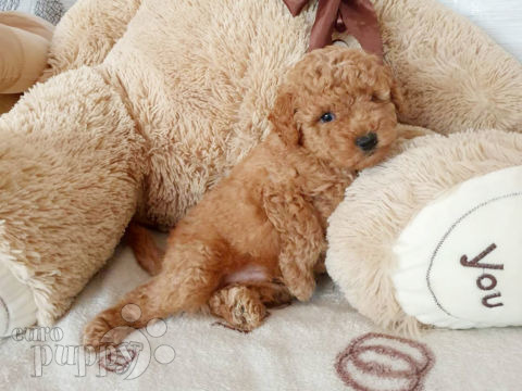 Toy Poodle puppy