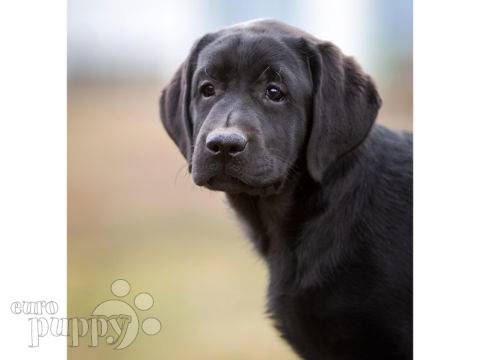Labrador Retriever puppy