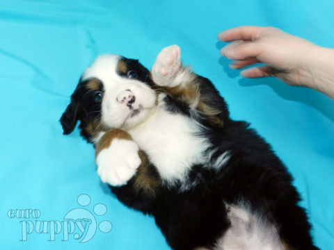 Perro de Montana Barnés puppy