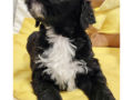Barbet puppy for sale