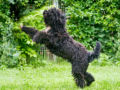 Barbet puppy for sale