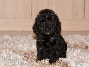 Zwergpudel puppy