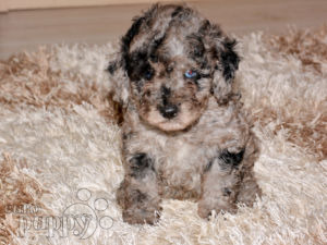Zwergpudel puppy