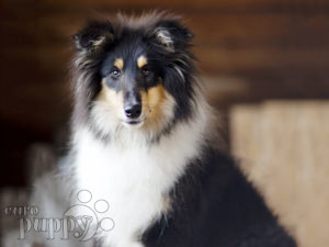 Collie puppy