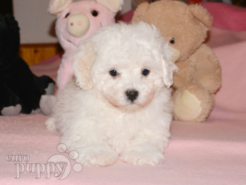 Bolognese puppy