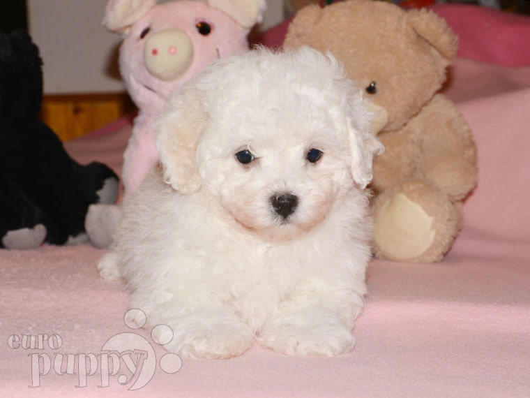 Bolognese puppy