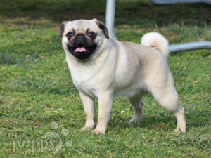 Mops puppy