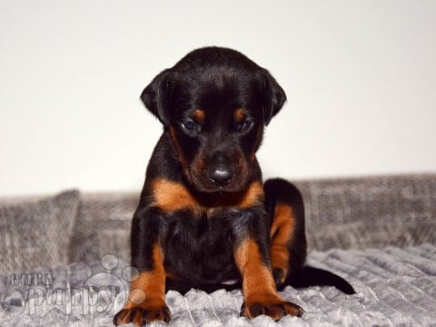 Dobermann puppy