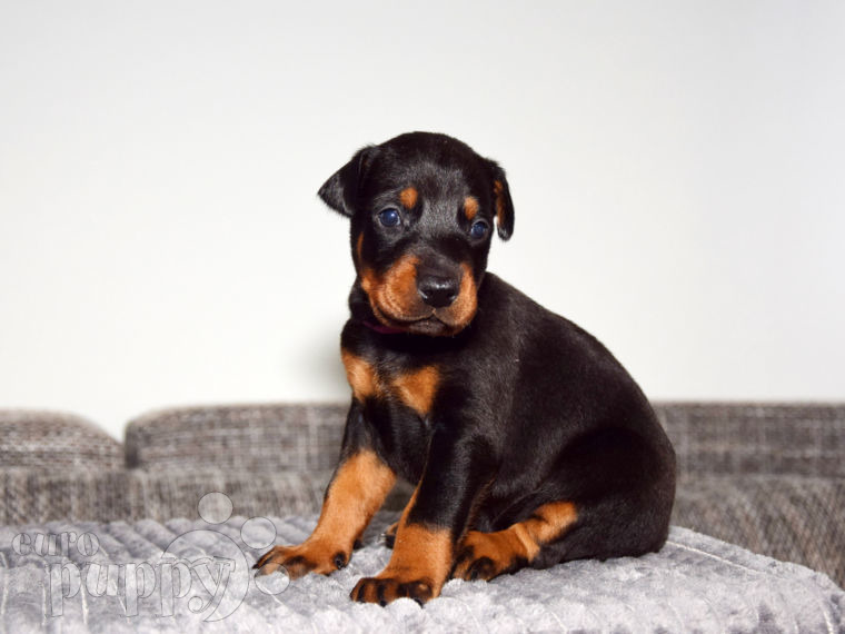 Dobermann puppy