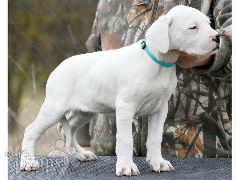 Dogo Argentino puppy