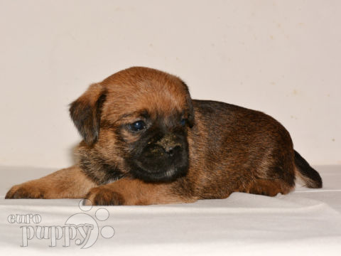 Border Terrier puppy