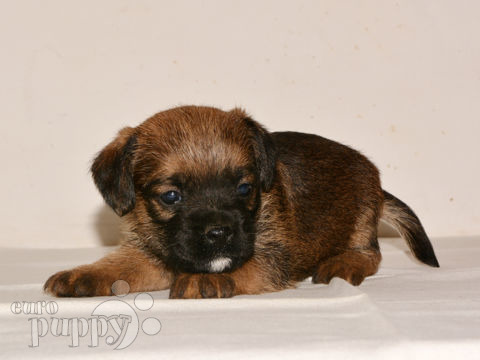 Border Terrier puppy