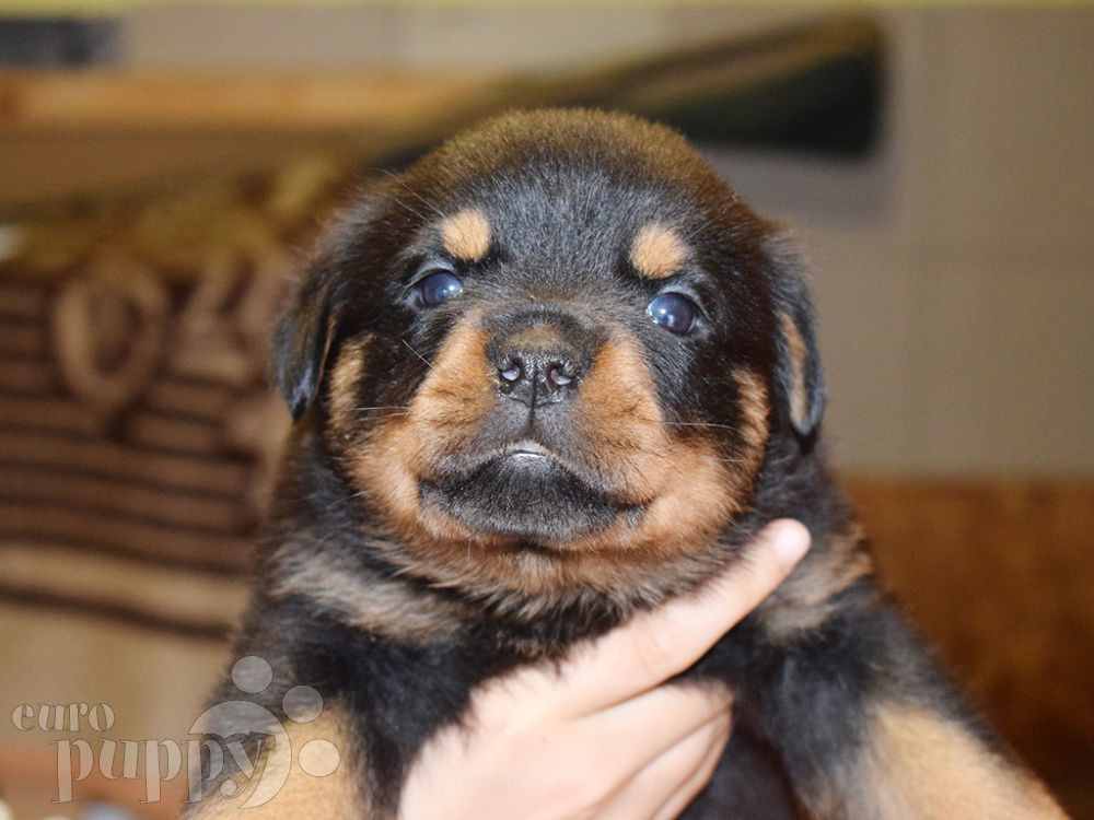 Rottweiler Puppies For Sale | Euro Puppy