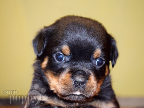 Rottweiler puppy