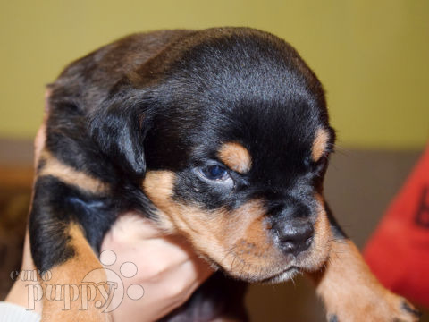 Rottweiler puppy