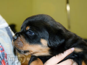 Rottweiler puppy