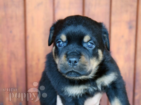 Rottweiler puppy