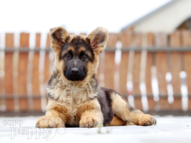 Deutscher Schäferhund puppy