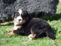 Bernese Mountain Dog puppy