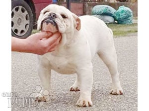 Bulldog cachorro en venta
