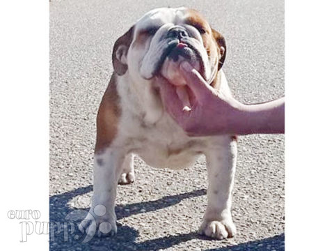 English Bulldog puppy