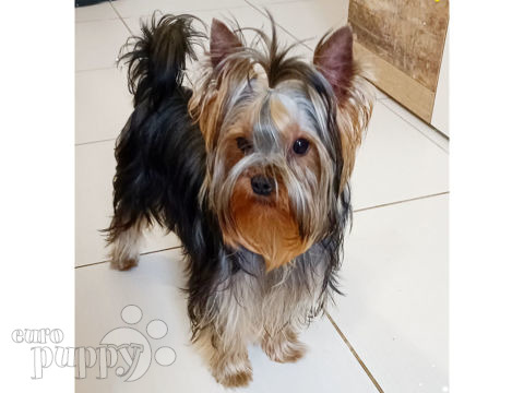 Yorkshire Terrier puppy