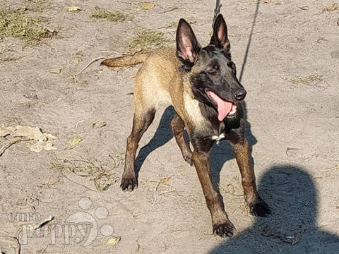 Belgian Malinois puppy for sale