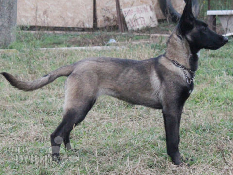 Belgian Malinois puppy for sale